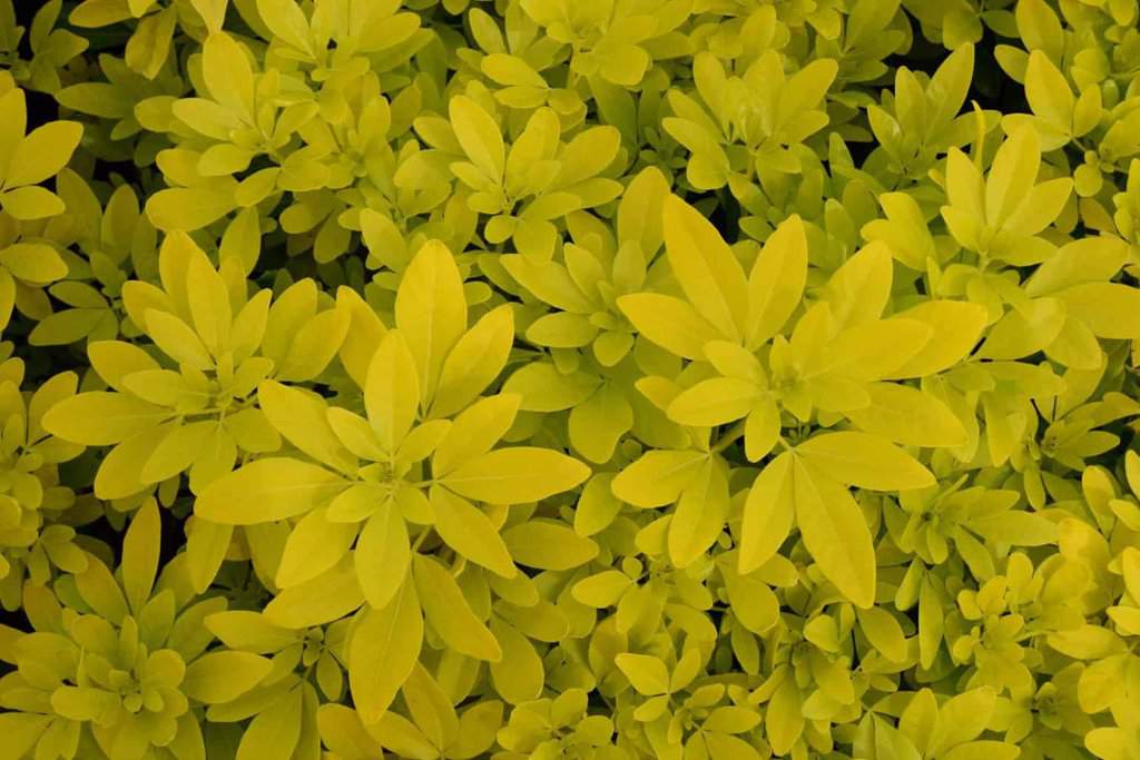 Choisya ternata Sundance 20-30 cm